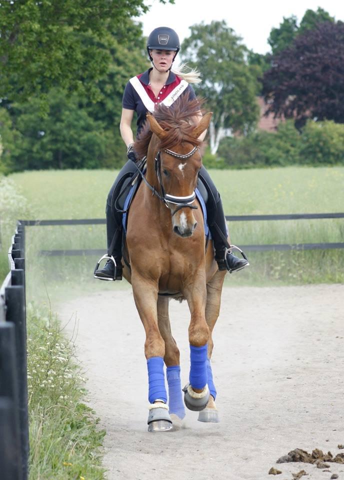 Dansk Varmblod Revaldo D.  - LH Photo  billede 24