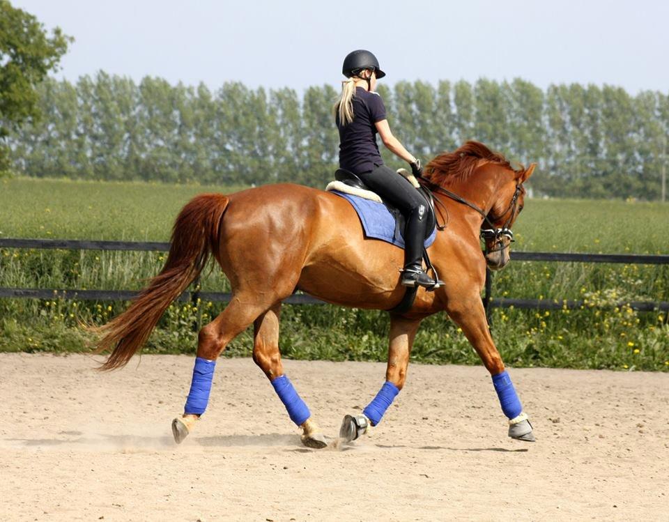 Dansk Varmblod Revaldo D.  - LH Photo  billede 20