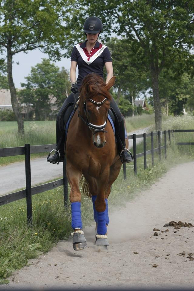 Dansk Varmblod Revaldo D.  - LH Photo  billede 19