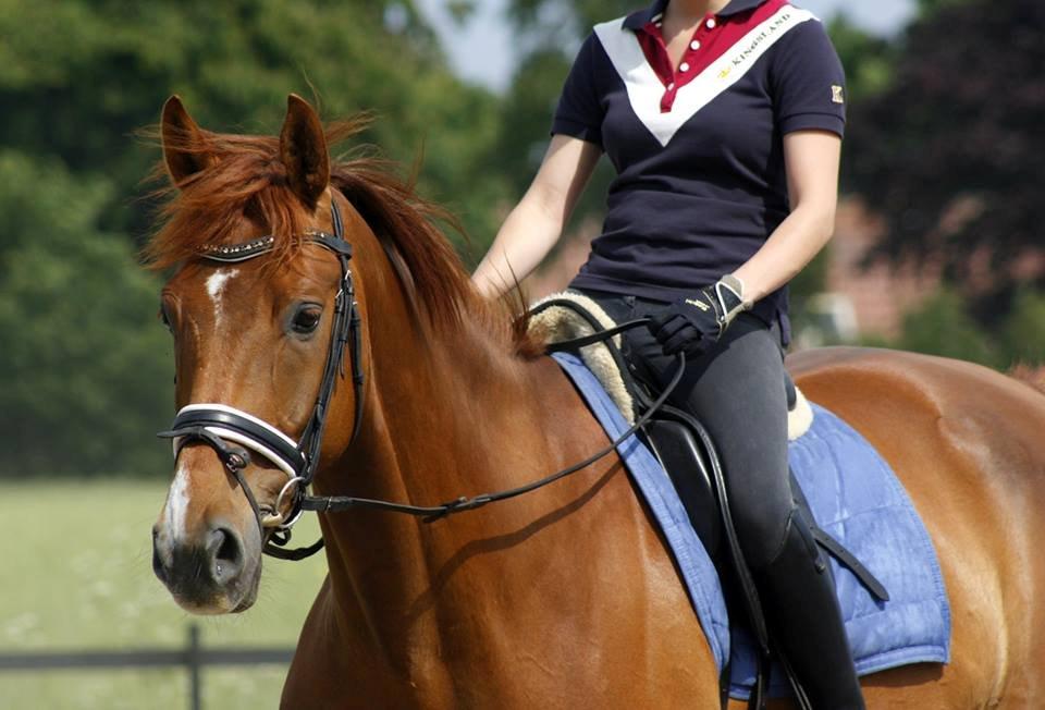 Dansk Varmblod Revaldo D.  - LH Photo  billede 11