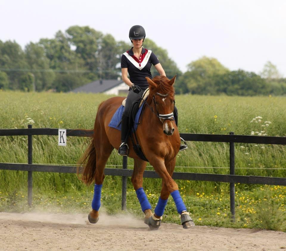 Dansk Varmblod Revaldo D.  - LH Photo  billede 22