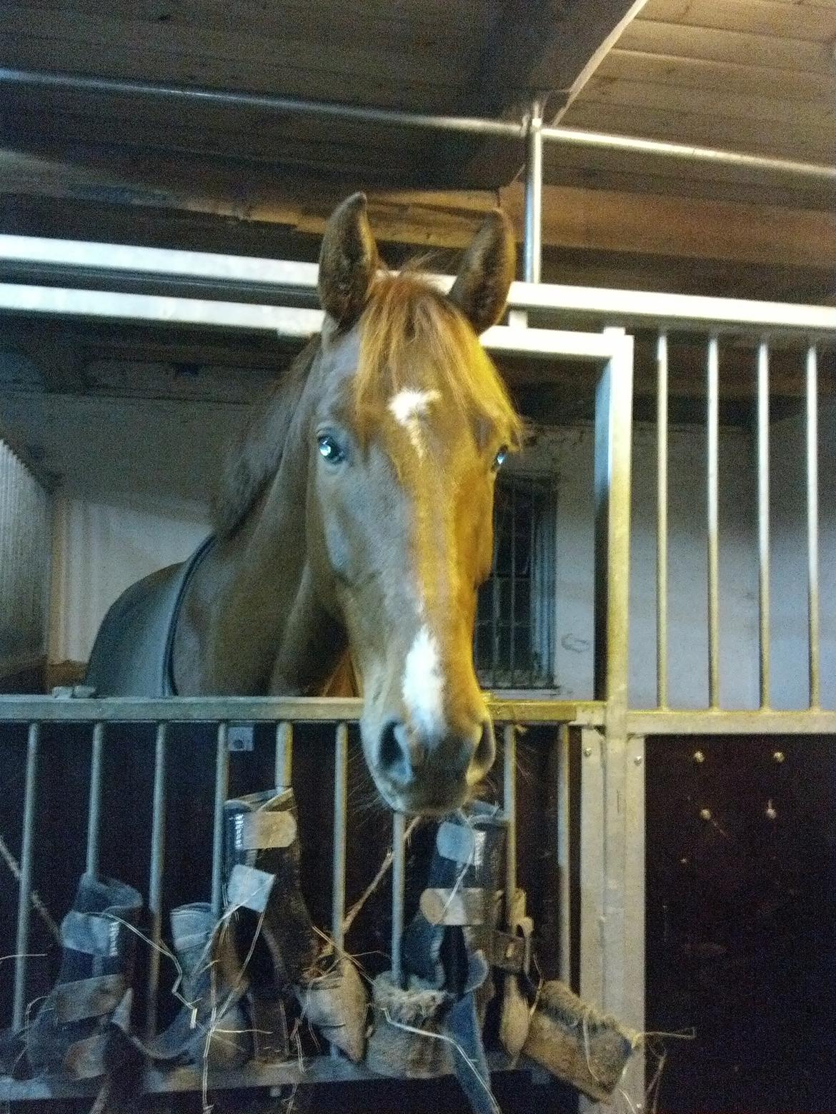 Dansk Varmblod Revaldo D.  billede 31