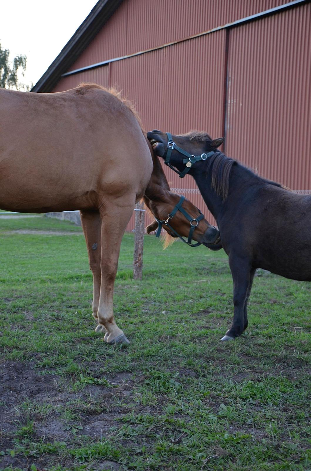 Anden særlig race Zoya - Man må finde alternative metoder når miniatureponyen gerne vil kløes på bringen... billede 20