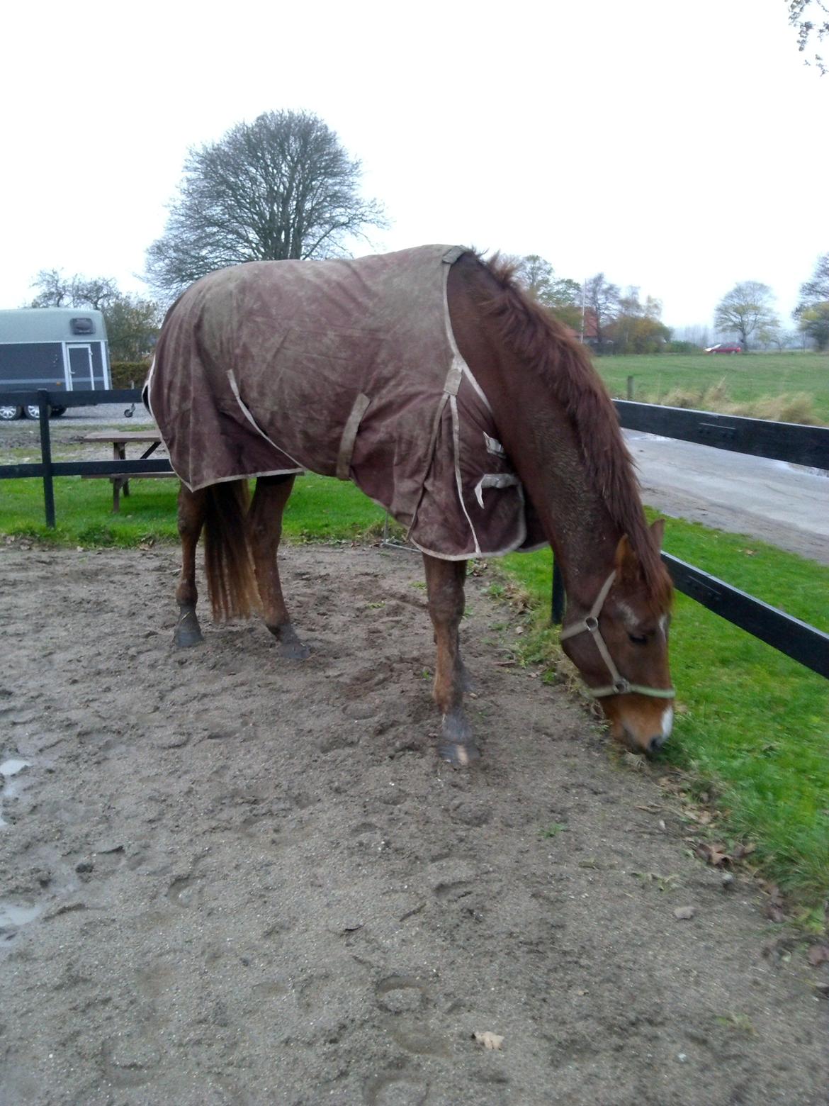 Dansk Varmblod Revaldo D.  billede 49