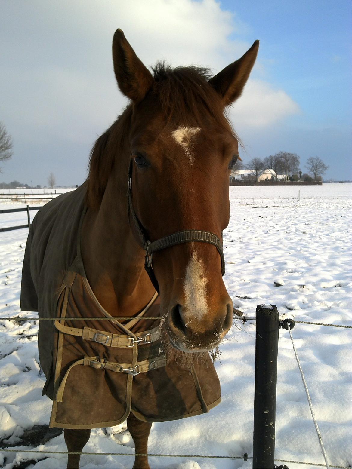 Dansk Varmblod Revaldo D.  - December 2012.  billede 23