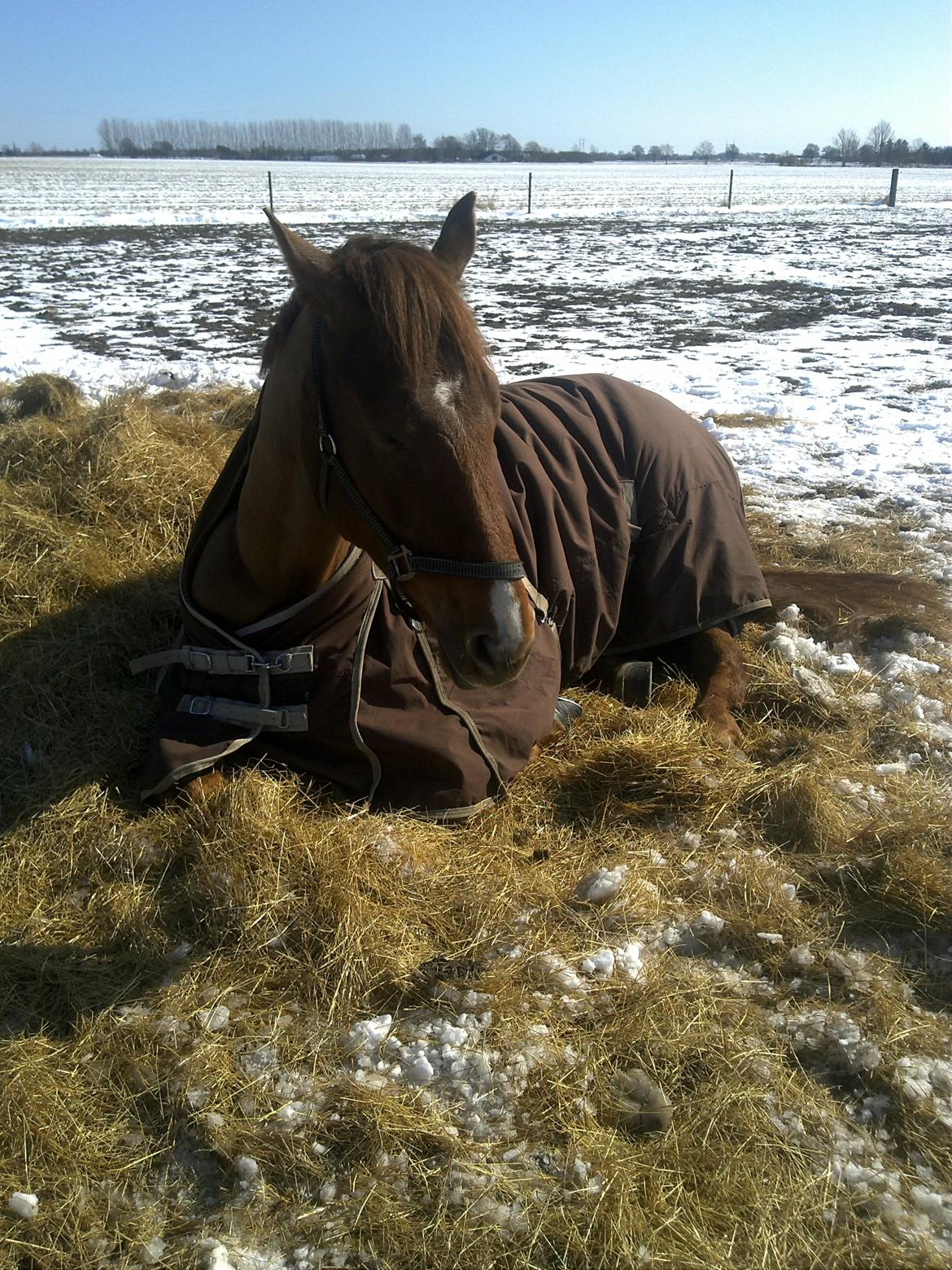 Dansk Varmblod Revaldo D.  - Godnat siger Valledrengen Zzz.. Zzz.. billede 17