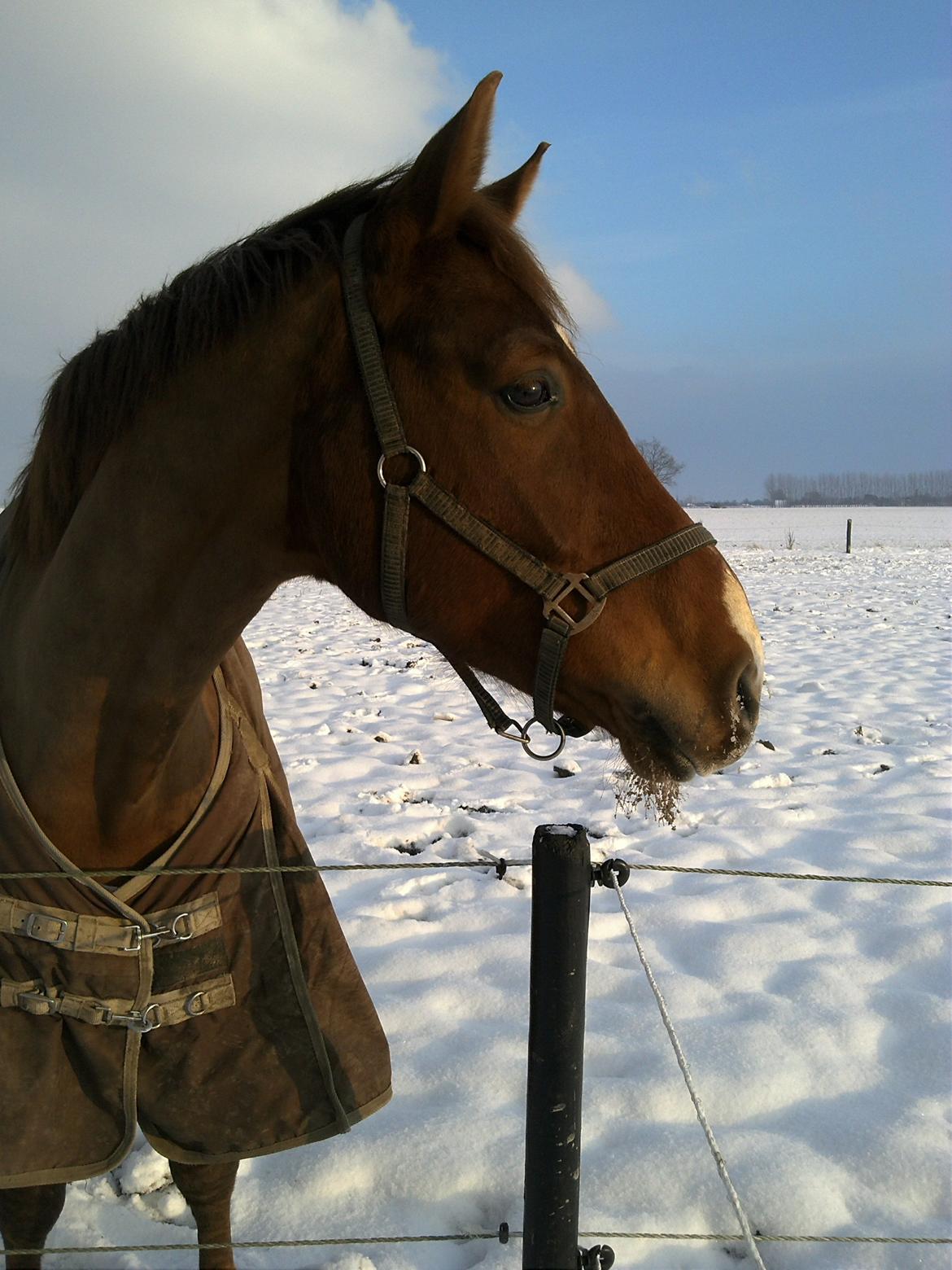 Dansk Varmblod Revaldo D.  billede 37