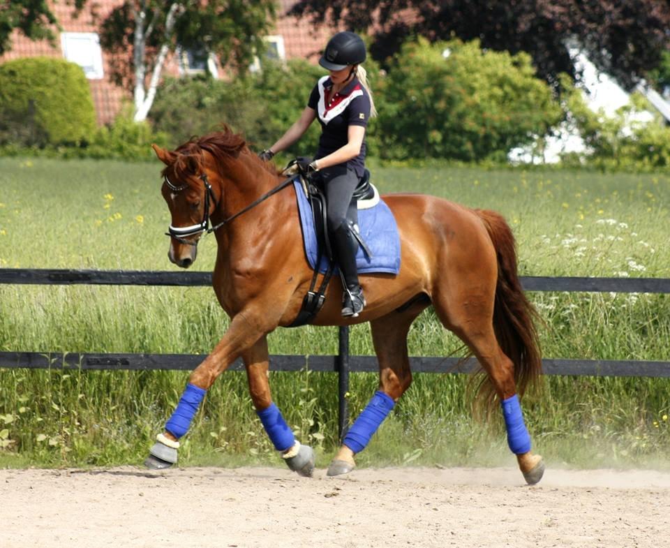 Dansk Varmblod Revaldo D.  - Lækkerbisken Valle.    LH Photo  billede 6