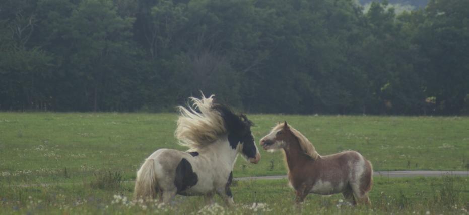 Tinker Dolomit - Ready for take off billede 15