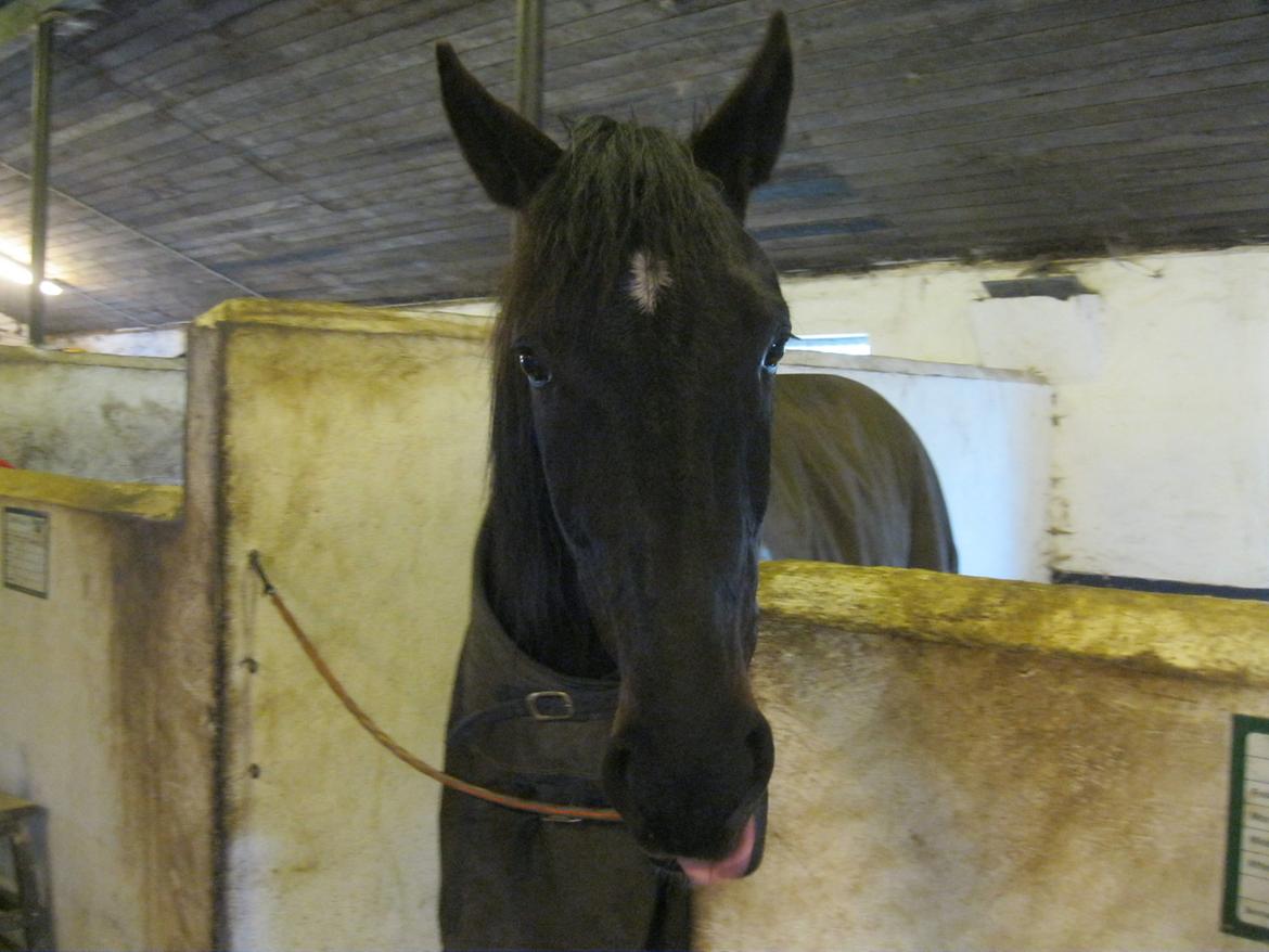 Traver Borga Avin (ca) <3 - Lidt hygge<3 billede 4