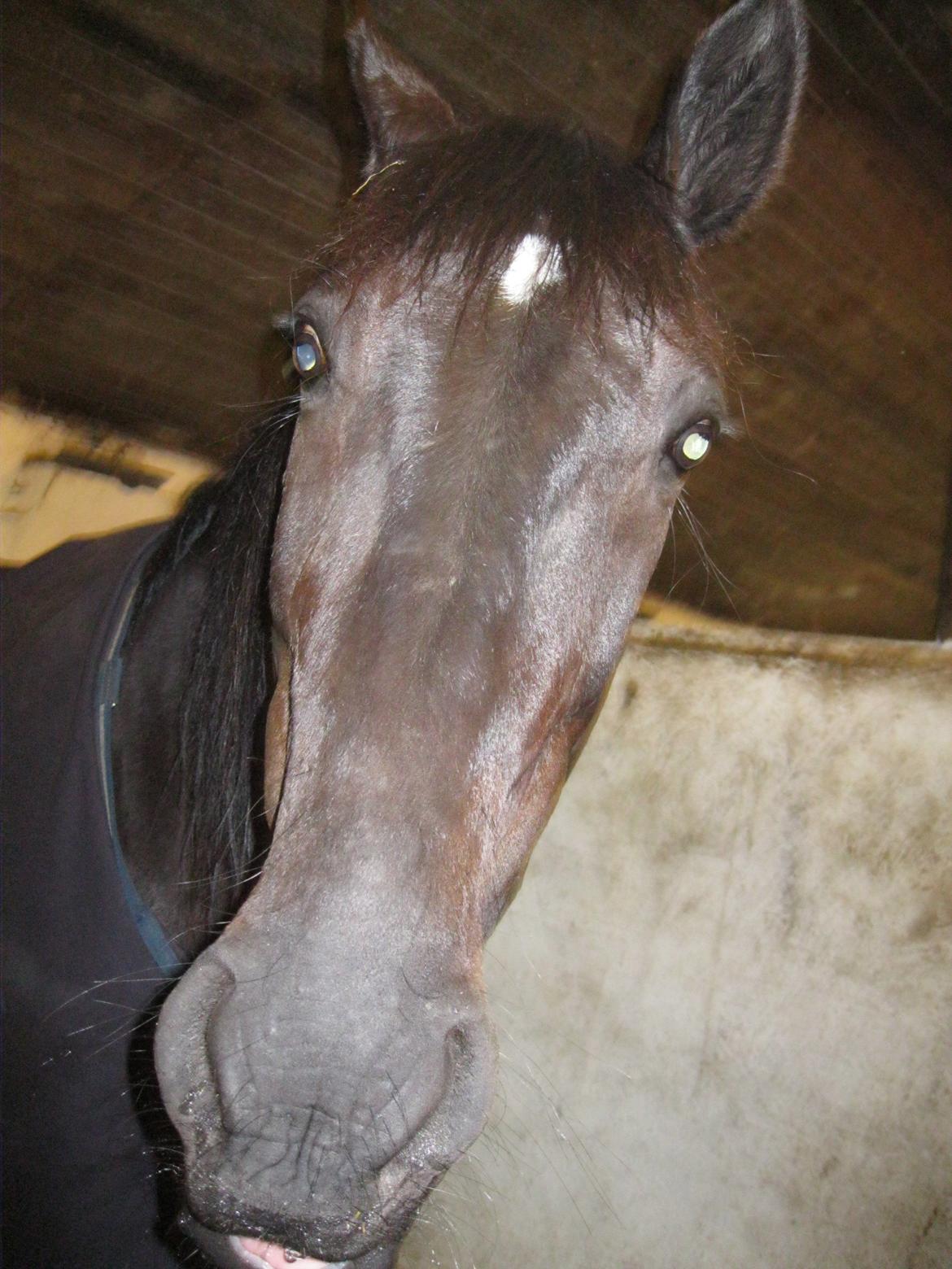 Traver Borga Avin (ca) <3 billede 5