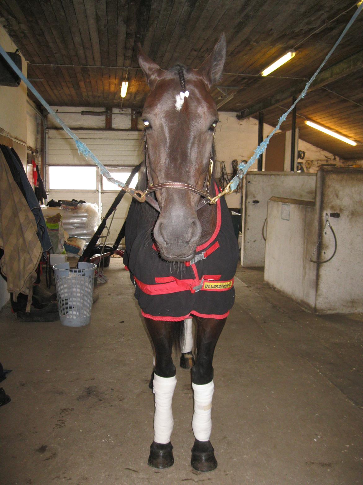 Traver Borga Avin (ca) <3 - Klar til start :P
D, 27,06-2012 billede 6