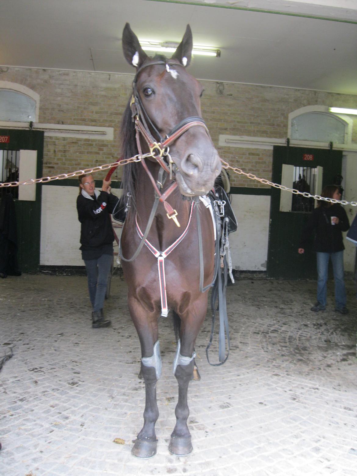 Traver Borga Avin (ca) <3 - Klar til løb :D
D. 27,06-2012 billede 7