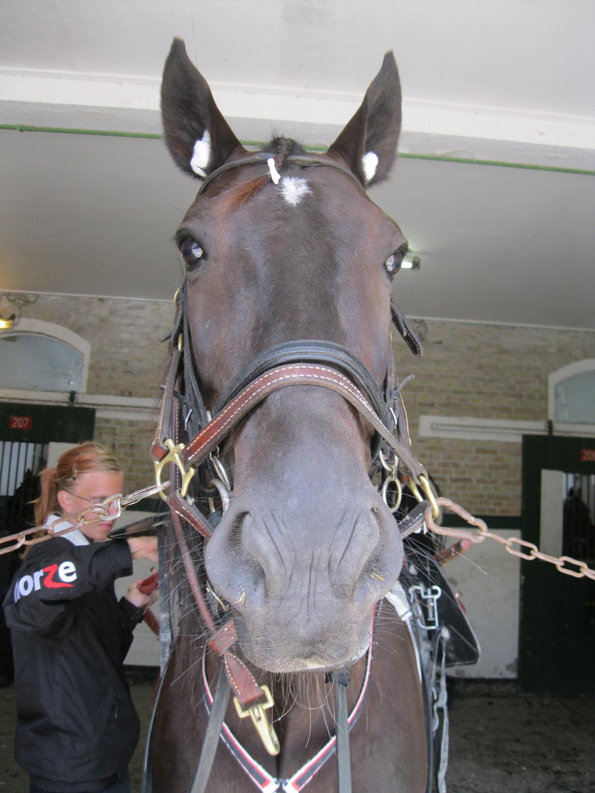 Traver Borga Avin (ca) <3 - Klar til løb:D
D. 27,06-2012 billede 9