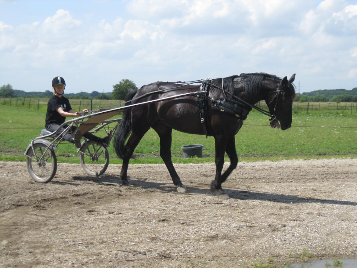 Traver Borga Avin (ca) <3 - Første gang jeg kørt for vognen og det var med Borga <3 d. 30.06-2012 billede 10
