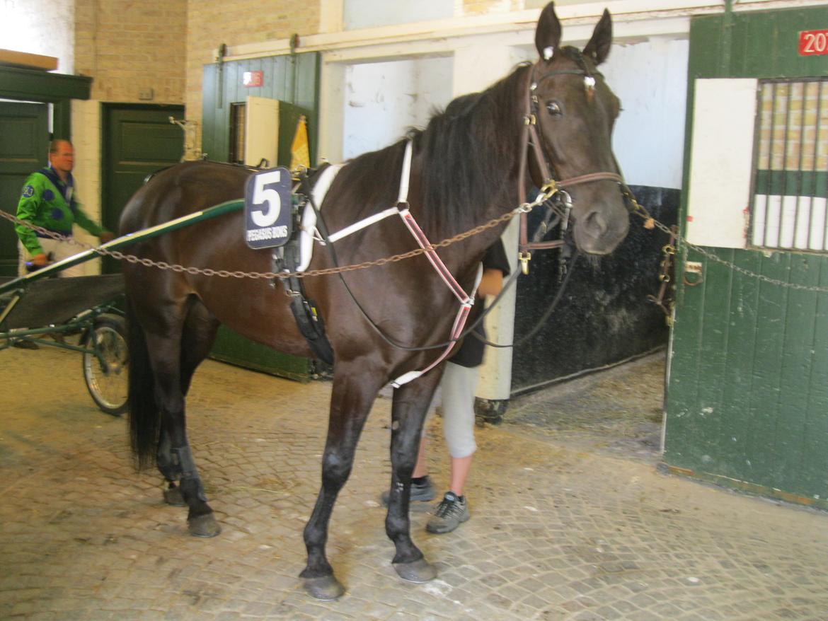 Traver Borga Avin (ca) <3 billede 12