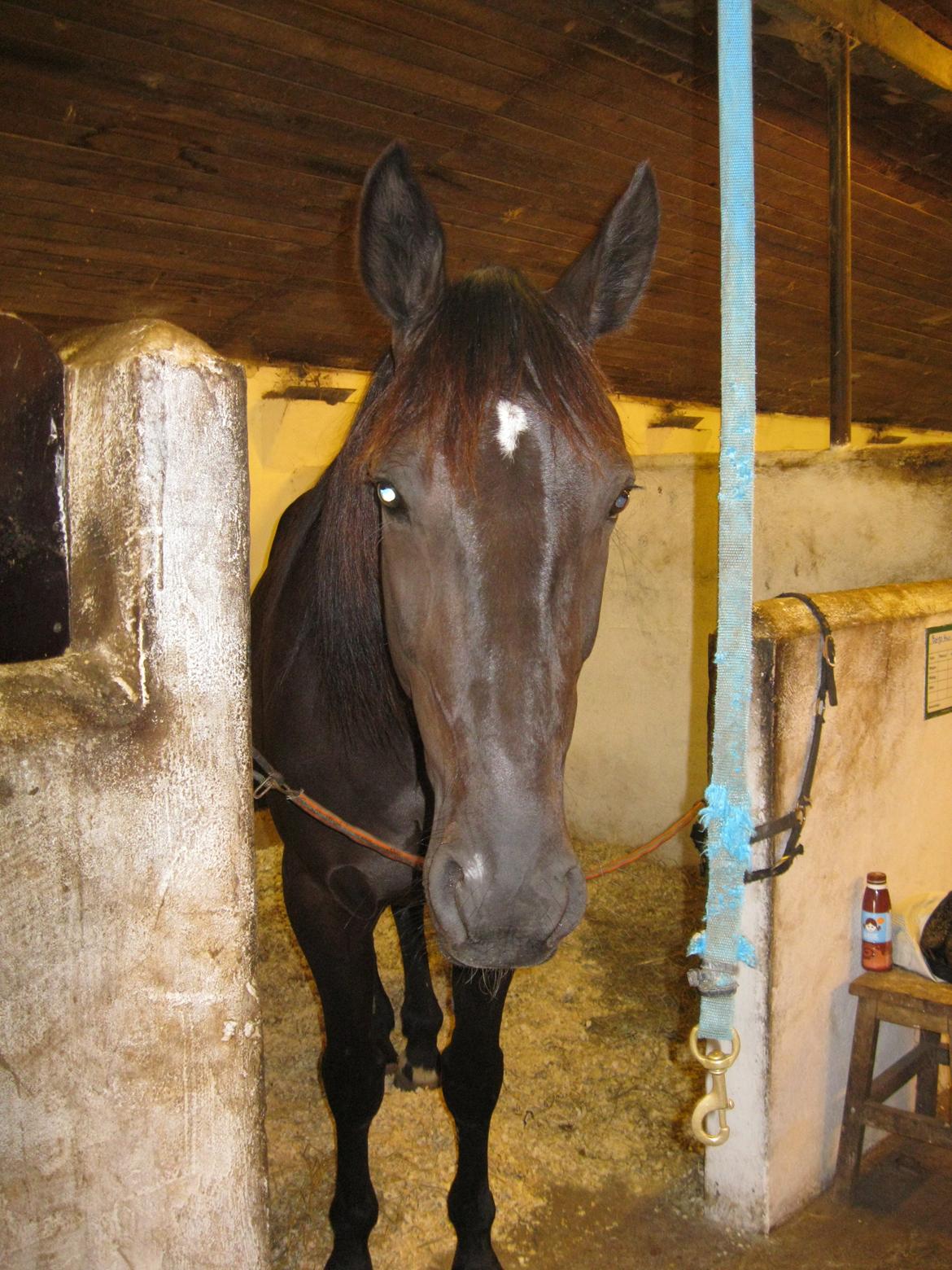 Traver Borga Avin (ca) <3 billede 14