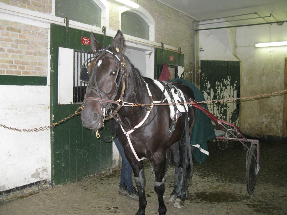 Traver Borga Avin (ca) <3 - Klar til løb 
D. 07,10-2012 billede 15