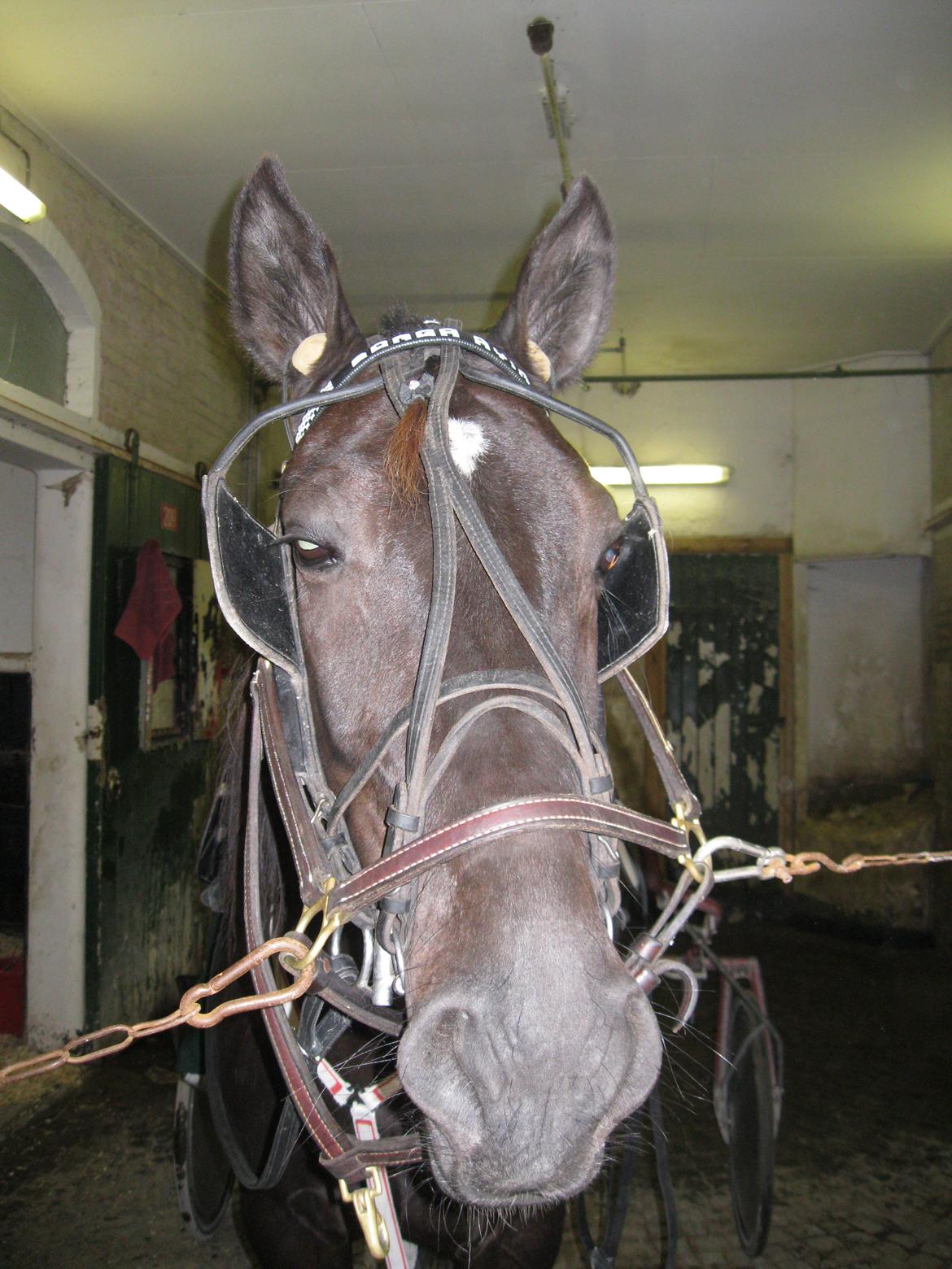 Traver Borga Avin (ca) <3 - Klar til løb:) 
D. 07,10-2012 billede 16