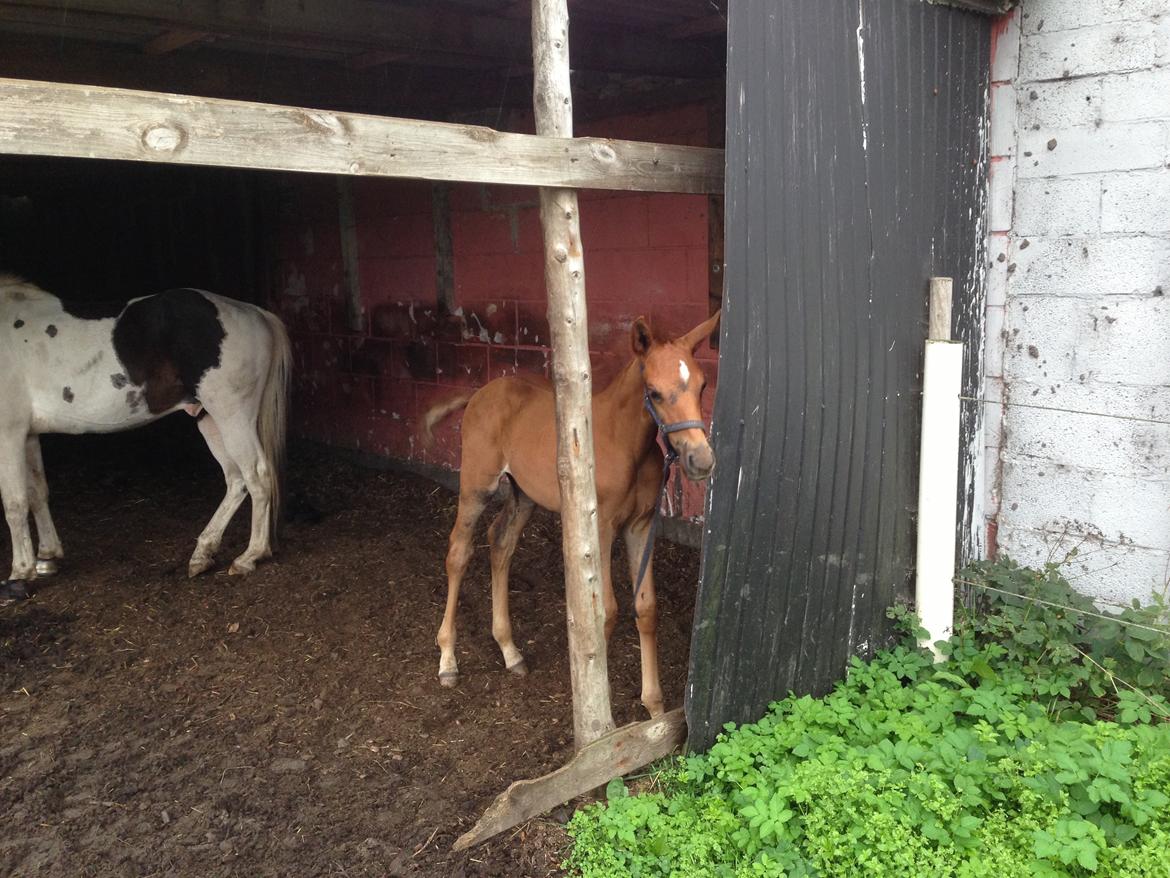 Palomino Holms Mr Duddits billede 14