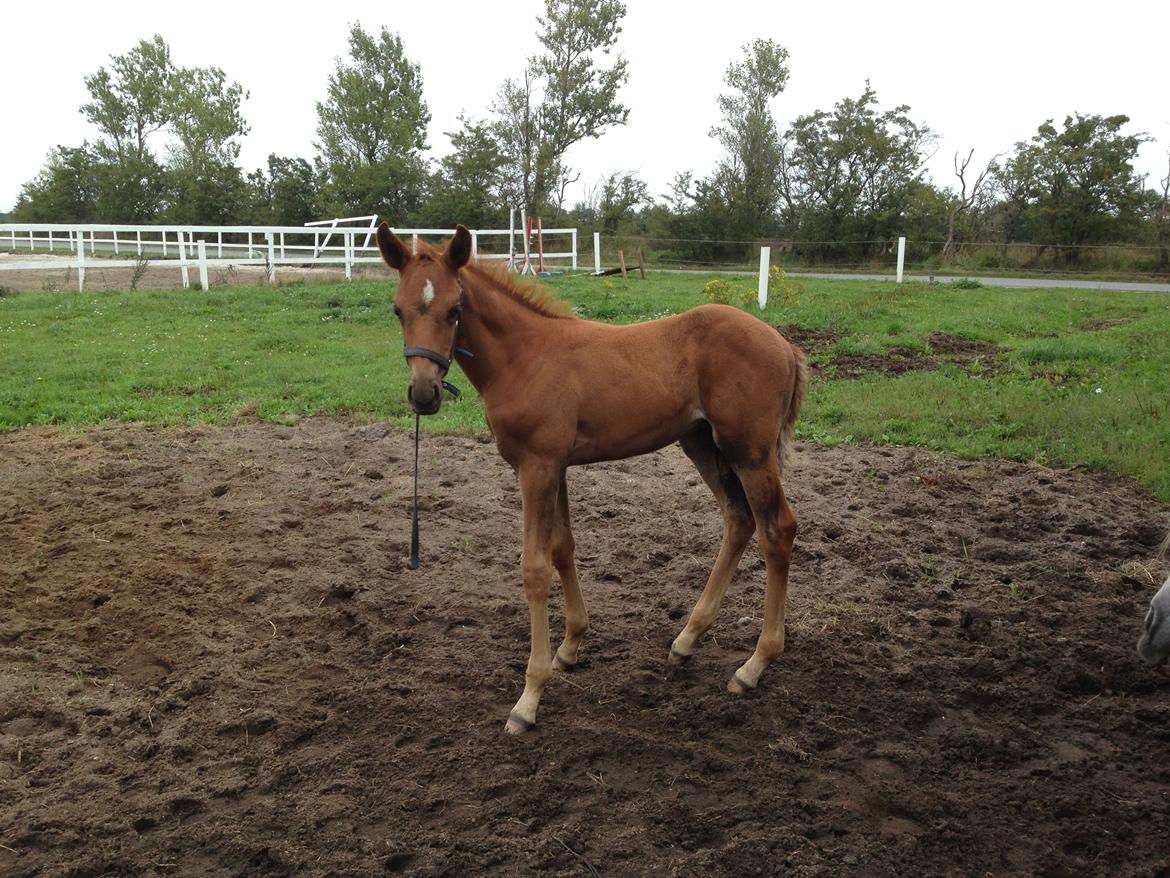 Palomino Holms Mr Duddits billede 15