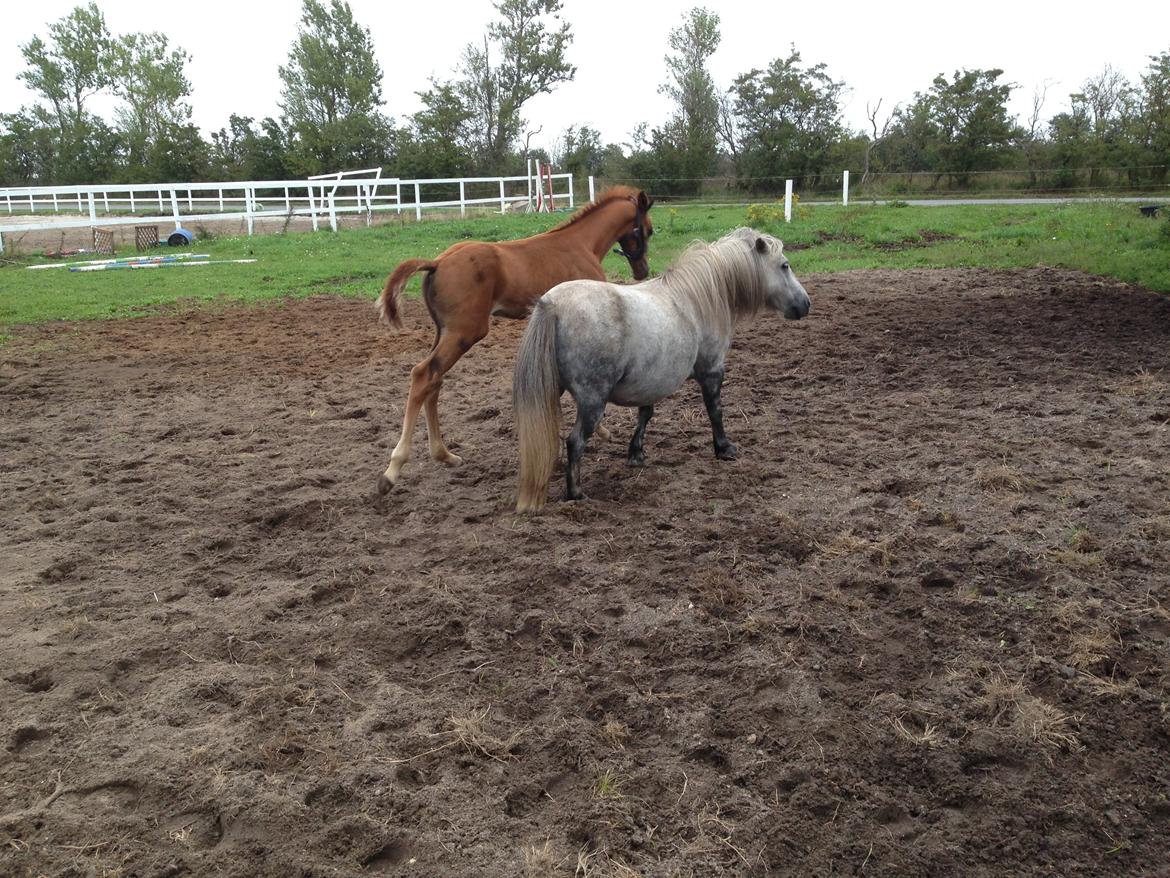 Palomino Holms Mr Duddits billede 16