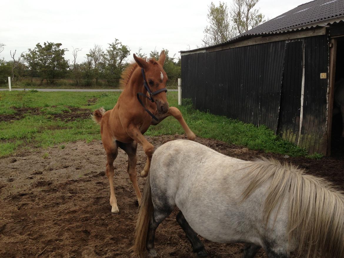 Palomino Holms Mr Duddits billede 17