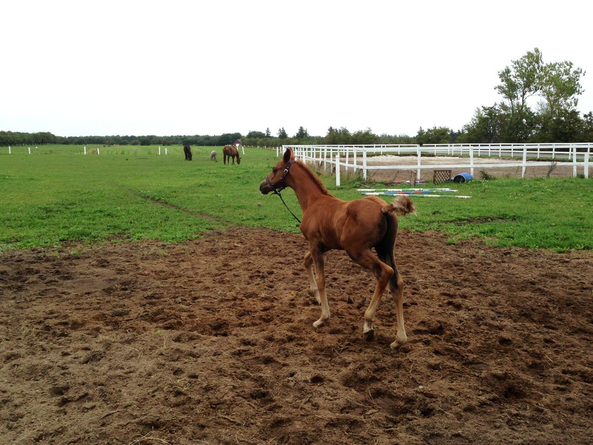 Palomino Holms Mr Duddits billede 18