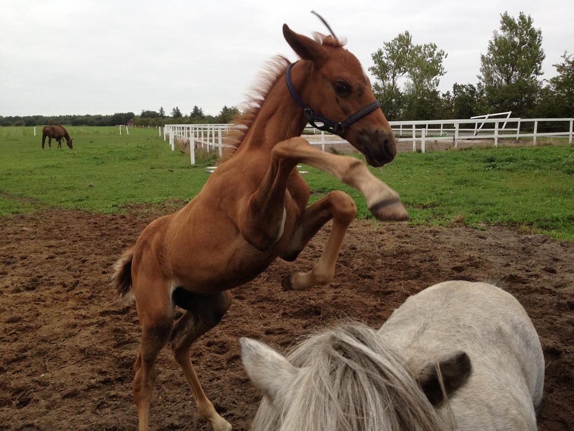 Palomino Holms Mr Duddits billede 19