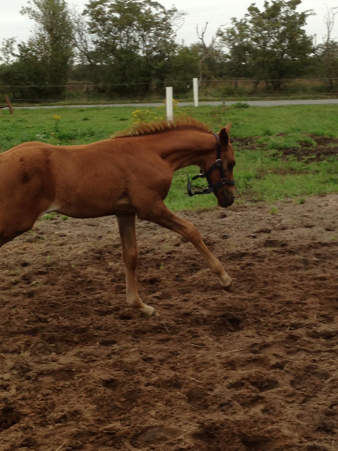 Palomino Holms Mr Duddits billede 20