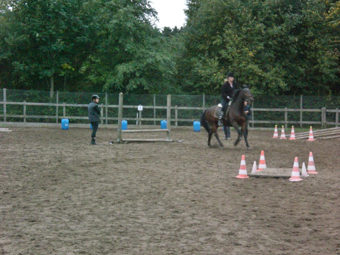 Dansk Varmblod Argos billede 16