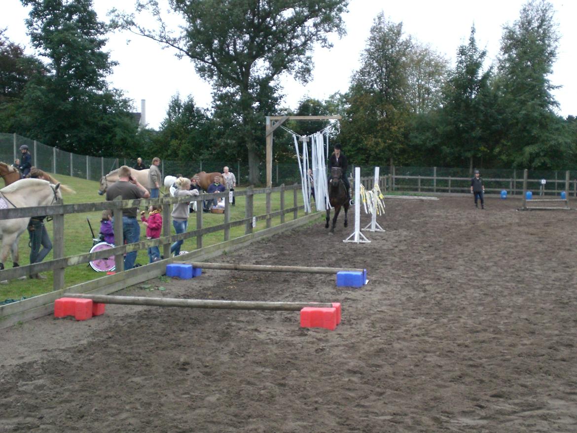 Dansk Varmblod Argos billede 17