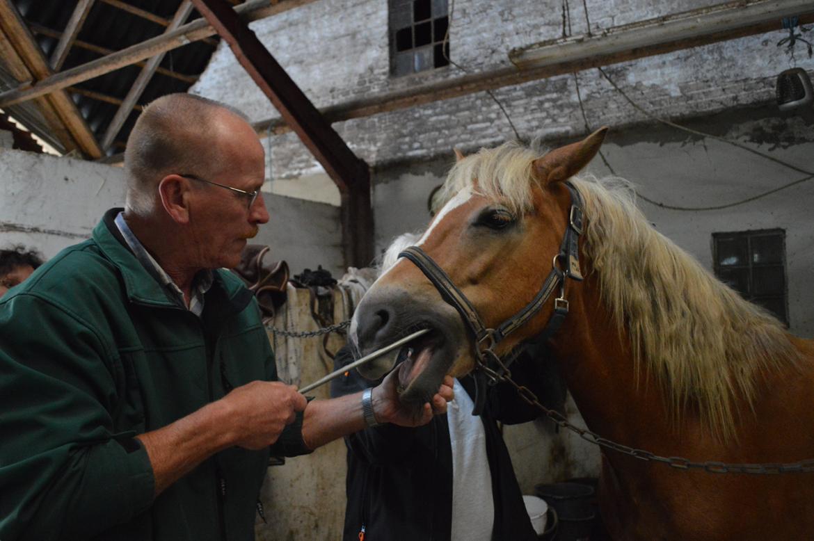 Tyroler Haflinger Minka af Brunbjerg - 3/9, Minka fik ordnet tænder af dyrlægen billede 22