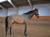 Trakehner Nemo [Himmelhest]