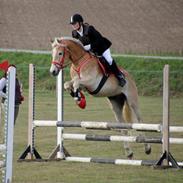 Tyroler Haflinger Akando - UDM GULD!
