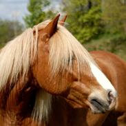 Haflinger Prins Hans