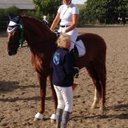 Dansk Varmblod Lysthøjgårds Camaro