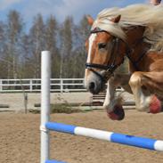 Tyroler Haflinger stuwart