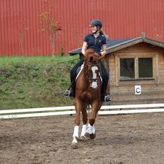 Dansk Varmblod Skærbækgaards Rinaldo