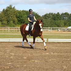 Dansk Varmblod Skærbækgaards Rinaldo