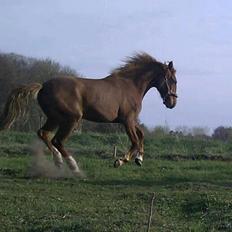 Frederiksborg MALICA DRAGE (Himmelhest) R.I.P <3