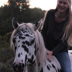 Knabstrupper Niro Af Kronplet *AVLSHINGST*