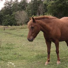 Anden særlig race Aslan