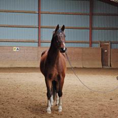 Anden særlig race Fanfare