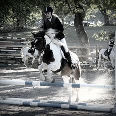 Anden særlig race Jack (savnet)