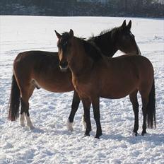 Anden særlig race Lola