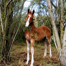 Frederiksborg Sarlot Drage