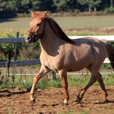 Anden særlig race Adonis