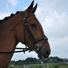 Trakehner Nemo