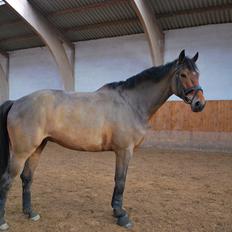 Trakehner Nemo